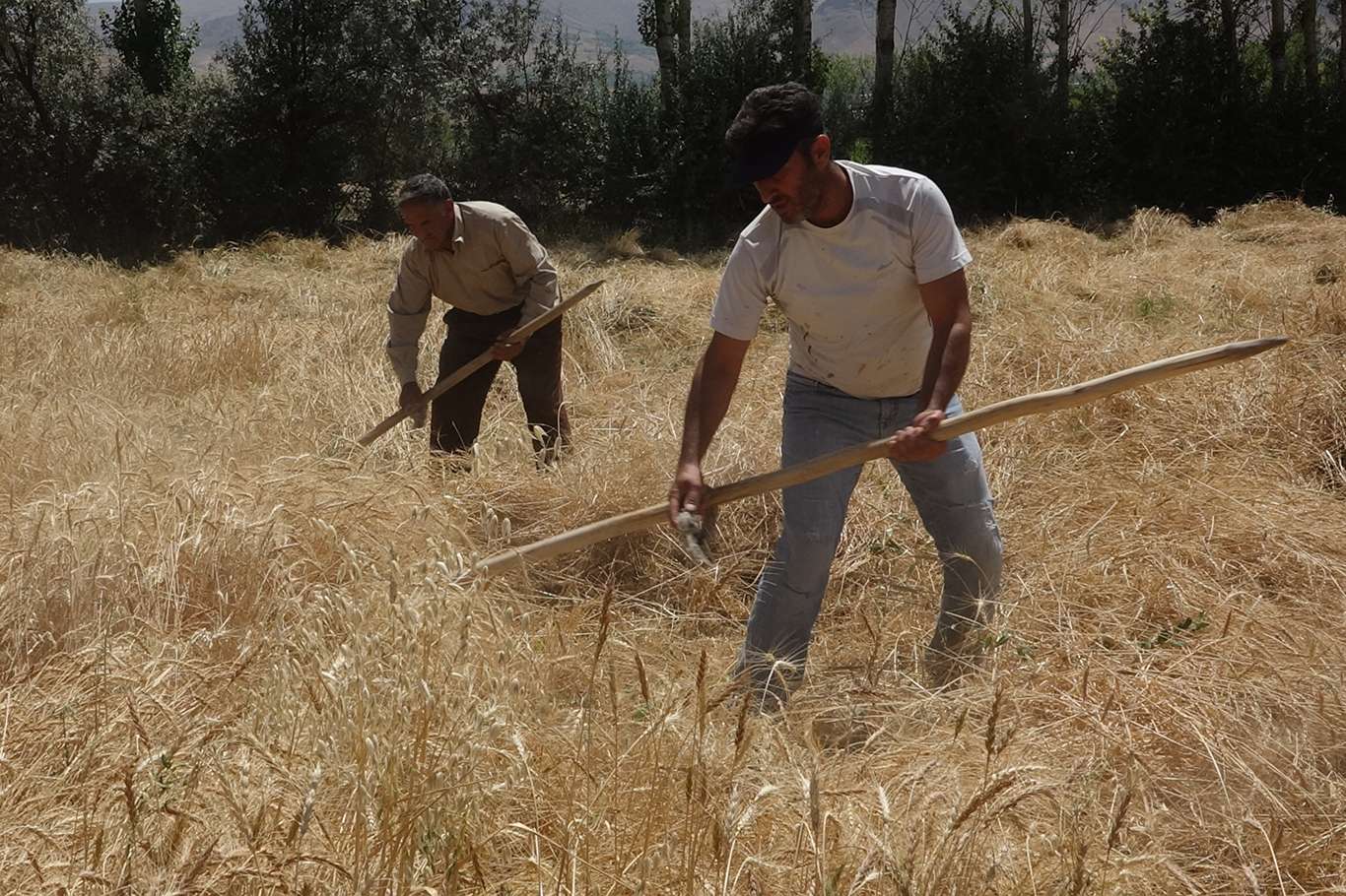 Biçerdöverin giremediği tarlalar tırpanlarla biçiliyor Biçerdöverin giremediği tarlalar tırpanlarla biçiliyor